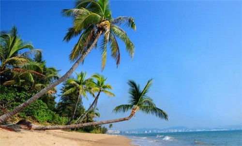 巨峰公司起名哪家价格透明（巨峰logo）